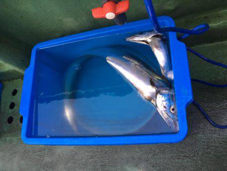 新年初釣り タチウオ便