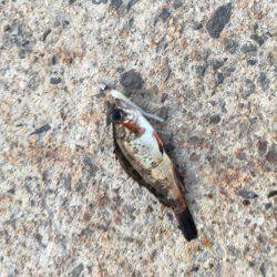 初釣りメバリング