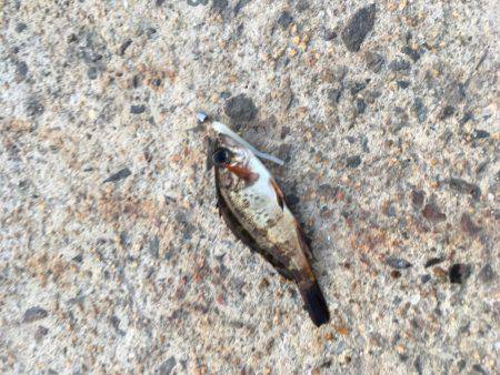 初釣りメバリング