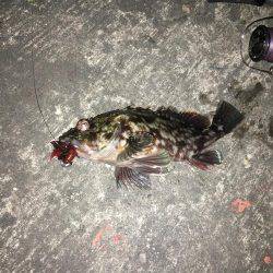 爆風でもナイトチヌゲーム