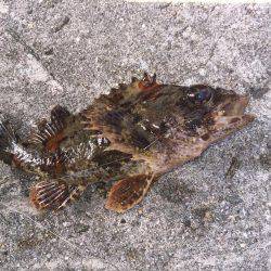 意地の2匹Getだぜ！