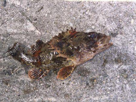 意地の2匹Getだぜ！