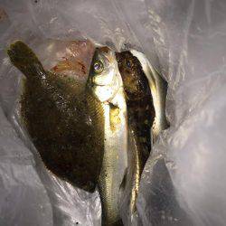 貝塚人工島水路の投げ釣り