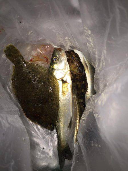 貝塚人工島水路の投げ釣り