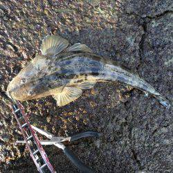 フラフラっとフィッシュ