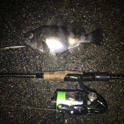 シャッドにメバル