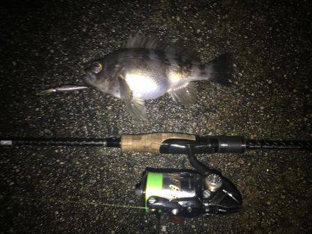 シャッドにメバル