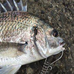 フラットフィッシュ