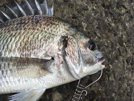 フラットフィッシュ