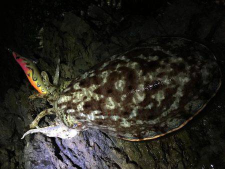 コウイカ狙いで