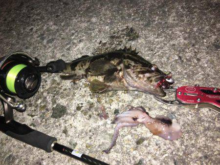 尺オーバータケノコメバル‼️