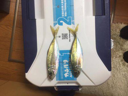 大アジを求めて撃沈