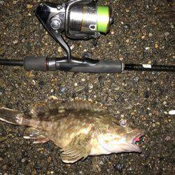 アジとメバルとガシラと