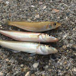 落ちギスも終わり?