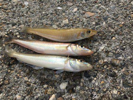 落ちギスも終わり?