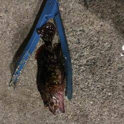 アジがいました