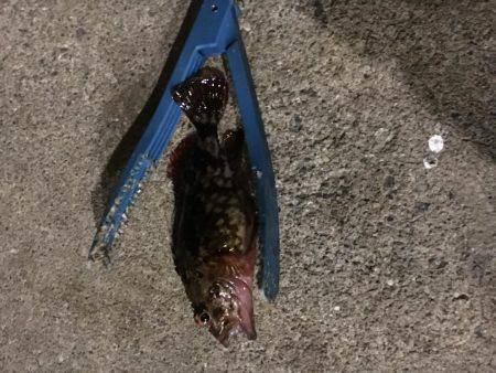 アジがいました