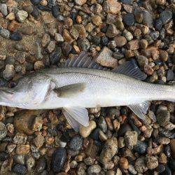 サーフシーバス