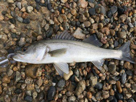 サーフシーバス