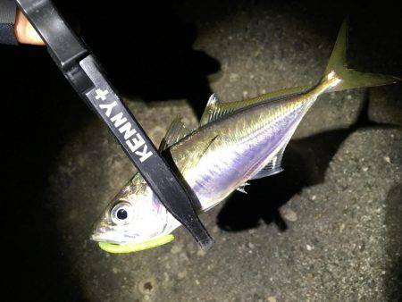 釣り初め、1投目からイキナリ…