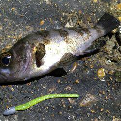 ライトゲームは楽しい。