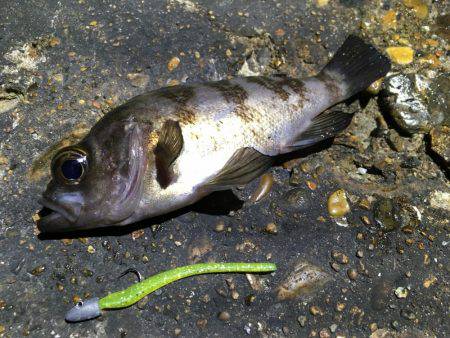 ライトゲームは楽しい。