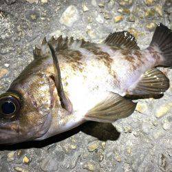 メバルシーズン