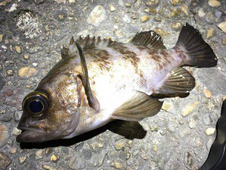 メバルシーズン