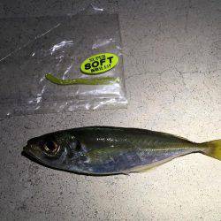 淡路の魚は優しかった。