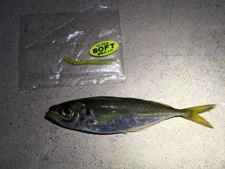 淡路の魚は優しかった。