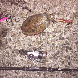 今年は少ない？