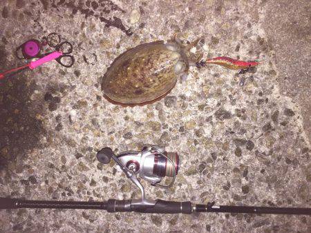 今年は少ない？