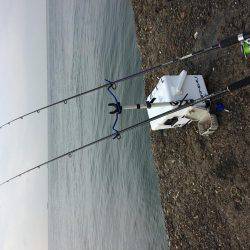 探りましたが‥