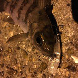 爆風極寒プチメバリング