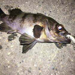 メバリング遠征