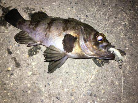 メバリング遠征