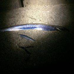 太刀魚まだいるかな？