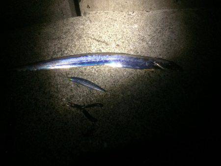 太刀魚まだいるかな？