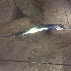 まだまだ、太刀魚