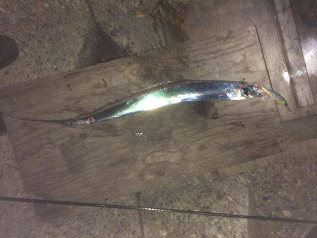 まだまだ、太刀魚