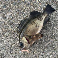 大晦日メバリング