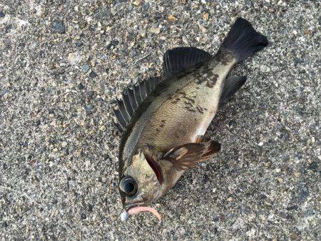 大晦日メバリング