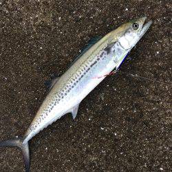 ショアジギング