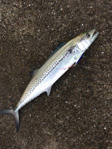 ショアジギング