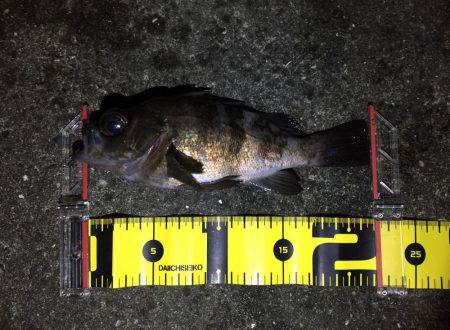 今季初メバリング！