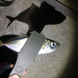 アジング好調！