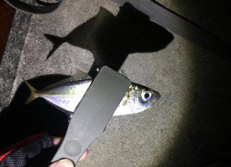 アジング好調！