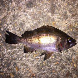 メバリング&ガシリング