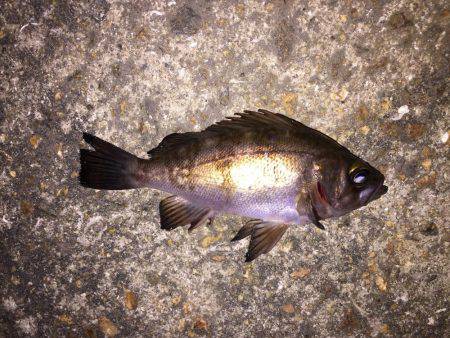 メバリング&ガシリング