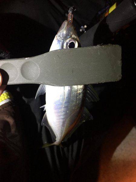 アジはいつまで釣れるのか？